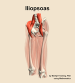 The iliopsoas muscle of the thigh - orientation 15