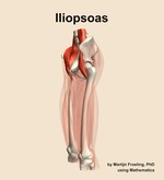 The iliopsoas muscle of the thigh - orientation 16