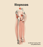The iliopsoas muscle of the thigh - orientation 2