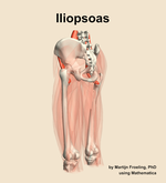 The iliopsoas muscle of the thigh - orientation 3