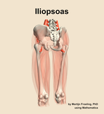 The iliopsoas muscle of the thigh - orientation 4