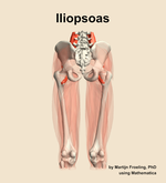 The iliopsoas muscle of the thigh - orientation 5
