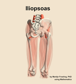 The iliopsoas muscle of the thigh - orientation 6