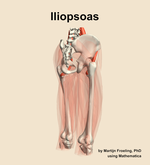 The iliopsoas muscle of the thigh - orientation 7