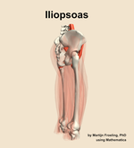 The iliopsoas muscle of the thigh - orientation 8