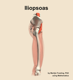 The iliopsoas muscle of the thigh - orientation 9