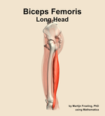 The long head of the biceps femoris muscle of the thigh - orientation 1