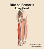 The long head of the biceps femoris muscle of the thigh - orientation 10