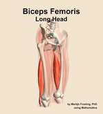 The long head of the biceps femoris muscle of the thigh - orientation 11