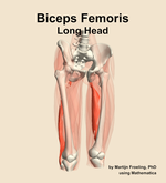The long head of the biceps femoris muscle of the thigh - orientation 12