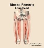The long head of the biceps femoris muscle of the thigh - orientation 13