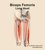 The long head of the biceps femoris muscle of the thigh - orientation 14