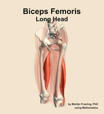 The long head of the biceps femoris muscle of the thigh - orientation 15