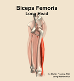 The long head of the biceps femoris muscle of the thigh - orientation 16