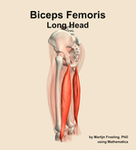 The long head of the biceps femoris muscle of the thigh - orientation 2