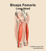 The long head of the biceps femoris muscle of the thigh - orientation 3