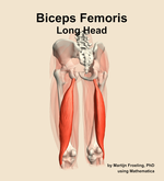 The long head of the biceps femoris muscle of the thigh - orientation 4