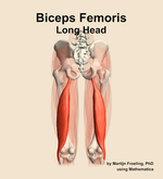 The long head of the biceps femoris muscle of the thigh - orientation 5