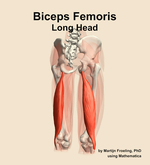 The long head of the biceps femoris muscle of the thigh - orientation 6