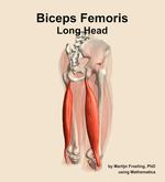 The long head of the biceps femoris muscle of the thigh - orientation 7