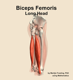 The long head of the biceps femoris muscle of the thigh - orientation 8