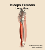 The long head of the biceps femoris muscle of the thigh - orientation 9