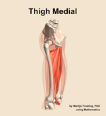 Muscles of the medial compartment of the thigh - orientation 10