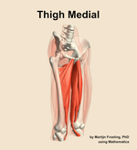 Muscles of the medial compartment of the thigh - orientation 11