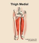 Muscles of the medial compartment of the thigh - orientation 12
