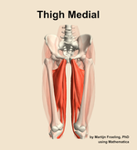 Muscles of the medial compartment of the thigh - orientation 13