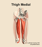 Muscles of the medial compartment of the thigh - orientation 14