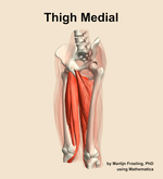 Muscles of the medial compartment of the thigh - orientation 15