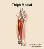 Muscles of the medial compartment of the thigh - orientation 16