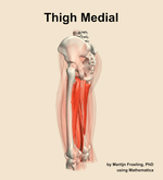 Muscles of the medial compartment of the thigh - orientation 2