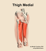 Muscles of the medial compartment of the thigh - orientation 3