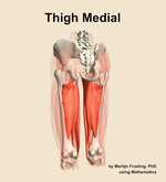 Muscles of the medial compartment of the thigh - orientation 4