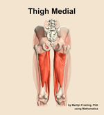 Muscles of the medial compartment of the thigh - orientation 5