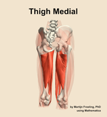 Muscles of the medial compartment of the thigh - orientation 6