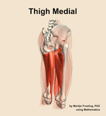 Muscles of the medial compartment of the thigh - orientation 7