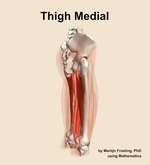 Muscles of the medial compartment of the thigh - orientation 8