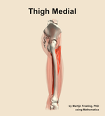 Muscles of the medial compartment of the thigh - orientation 9