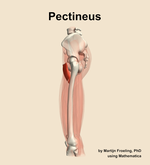 The pectineus muscle of the thigh - orientation 1