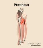 The pectineus muscle of the thigh - orientation 10