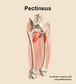 The pectineus muscle of the thigh - orientation 11