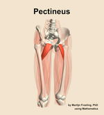 The pectineus muscle of the thigh - orientation 12