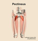 The pectineus muscle of the thigh - orientation 13