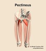 The pectineus muscle of the thigh - orientation 14