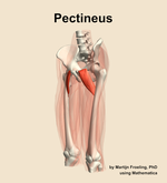 The pectineus muscle of the thigh - orientation 15
