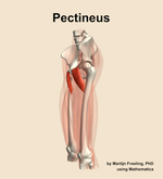 The pectineus muscle of the thigh - orientation 16