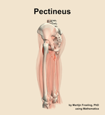 The pectineus muscle of the thigh - orientation 2